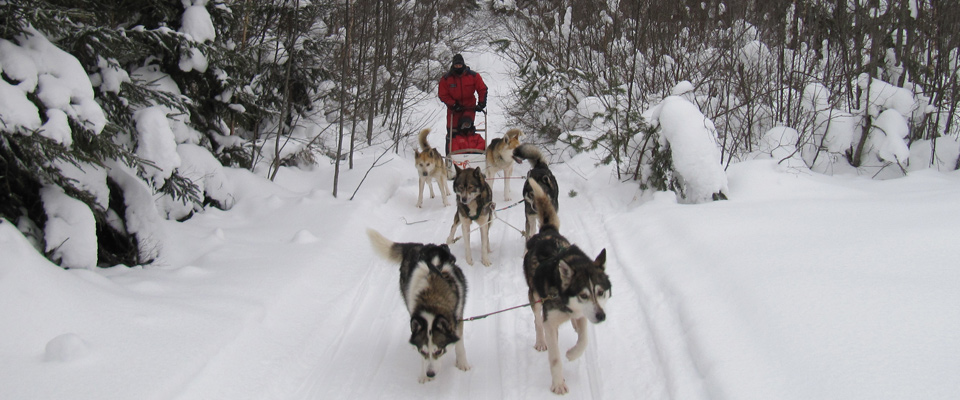 http://www.h2o-vives.com/wp-content/themes/h2o-vives/timthumb.php?src=http://www.h2o-vives.com/wp-content/uploads/chien-traineau-randonnee-hiver.jpg&w=80&h=50&zc=1